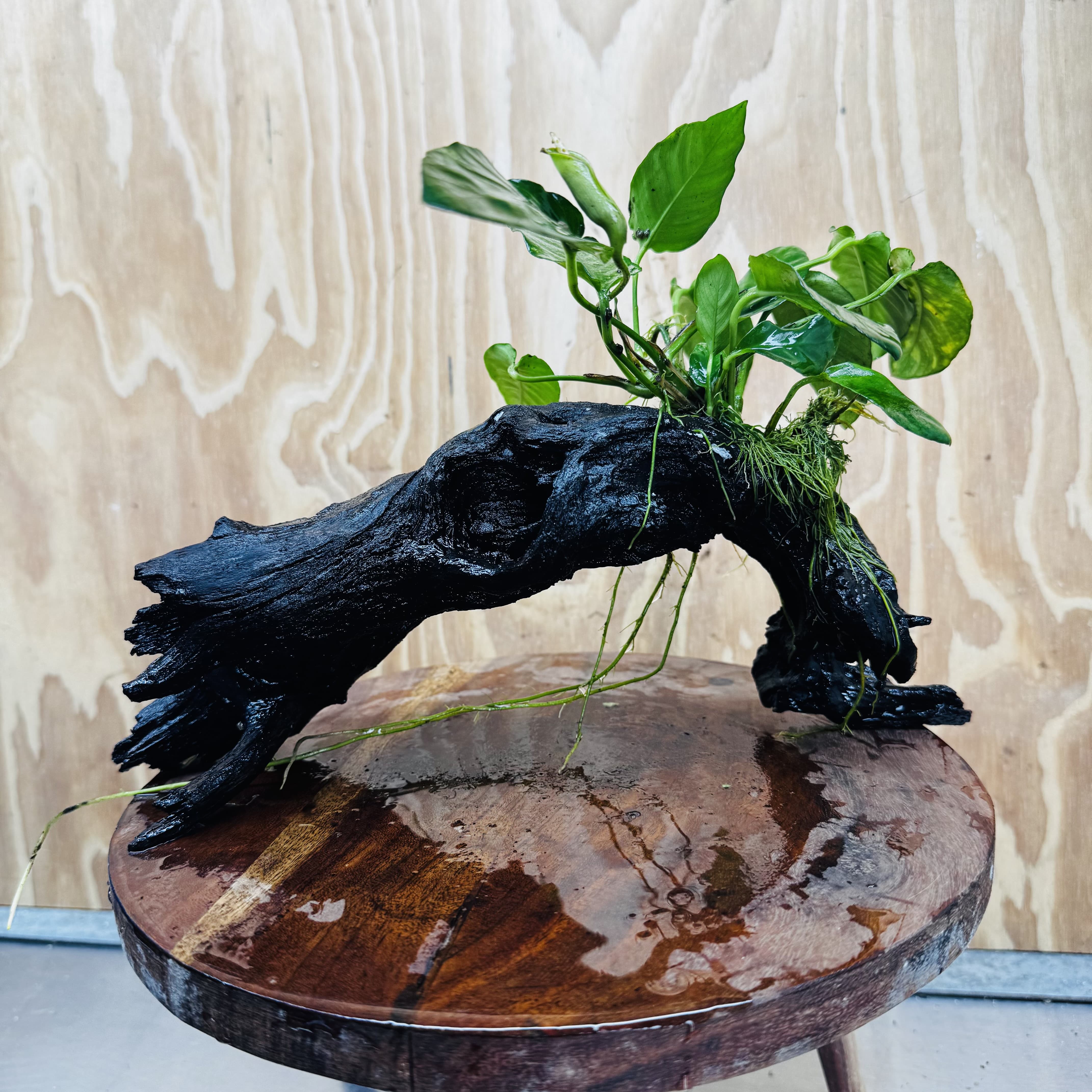 Pisces Enterprises One Only Paco Anubias on Medium Driftwood Creation - One Only - Arch Buy Anubias Paco on Medium Driftwood - ONE ONLY - Scapeshop Australia