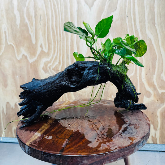 Pisces Enterprises One Only Paco Anubias on Medium Driftwood Creation - One Only - Arch Buy Anubias Paco on Medium Driftwood - ONE ONLY - Scapeshop Australia