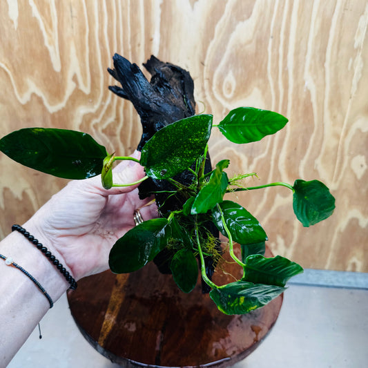 Pisces Enterprises One Only Paco Anubias on Medium Driftwood Creation - One Only - Arch Buy Anubias Paco on Medium Driftwood - ONE ONLY - Scapeshop Australia