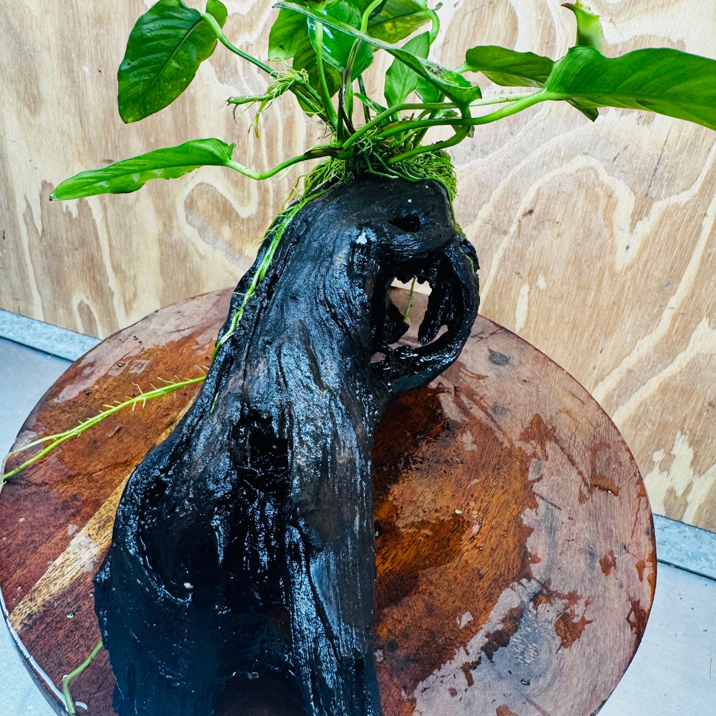 Pisces Enterprises One Only Paco Anubias on Medium Driftwood Creation - One Only - Arch Buy Anubias Paco on Medium Driftwood - ONE ONLY - Scapeshop Australia