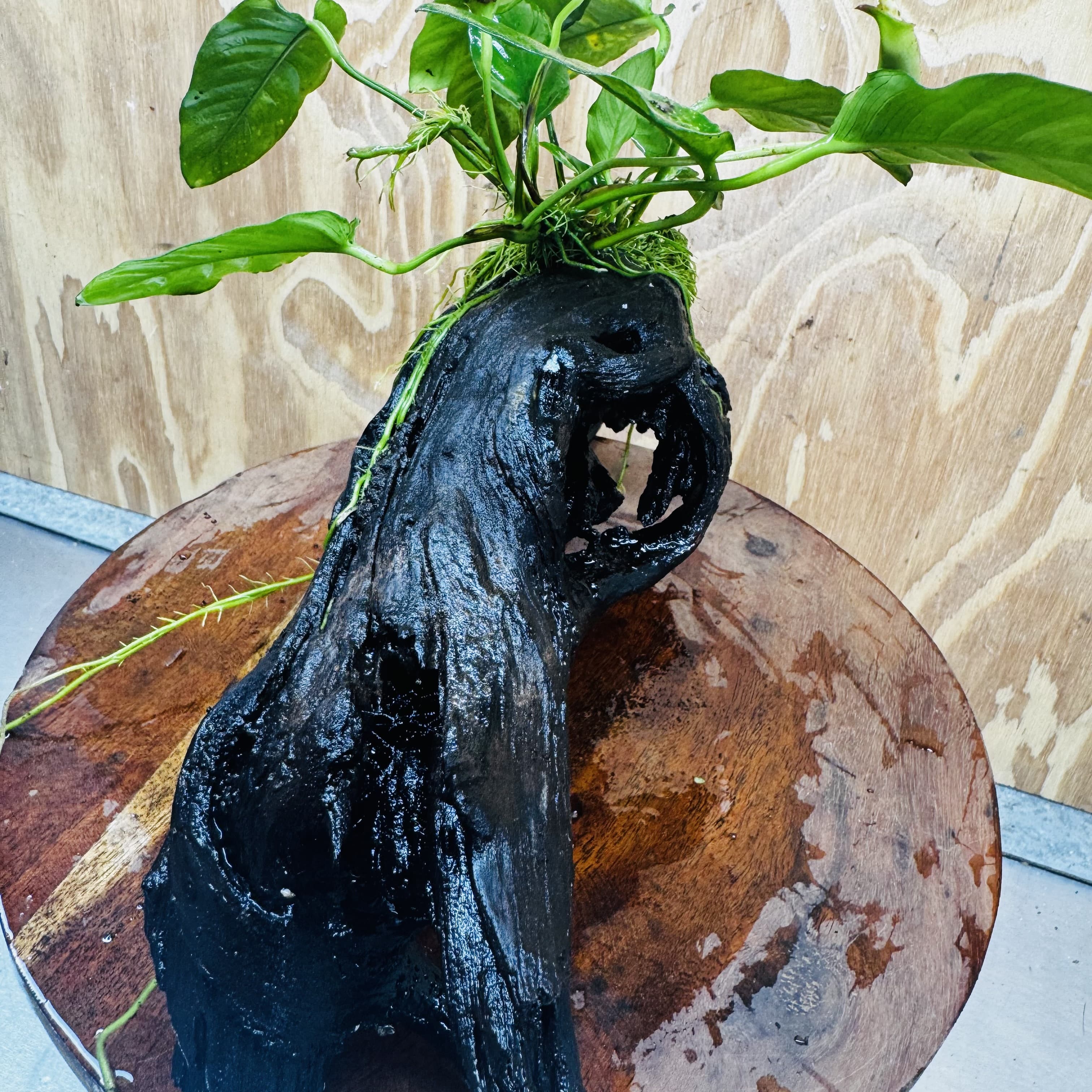 Pisces Enterprises One Only Paco Anubias on Medium Driftwood Creation - One Only - Arch Buy Anubias Paco on Medium Driftwood - ONE ONLY - Scapeshop Australia
