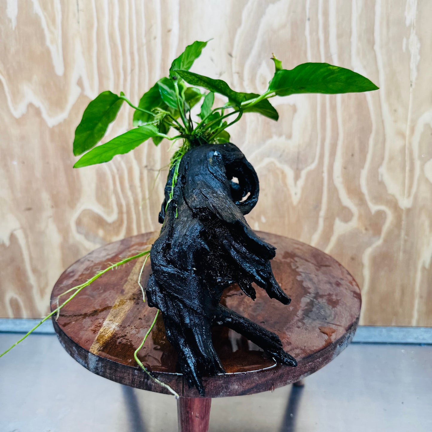 Pisces Enterprises One Only Paco Anubias on Medium Driftwood Creation - One Only - Arch Buy Anubias Paco on Medium Driftwood - ONE ONLY - Scapeshop Australia