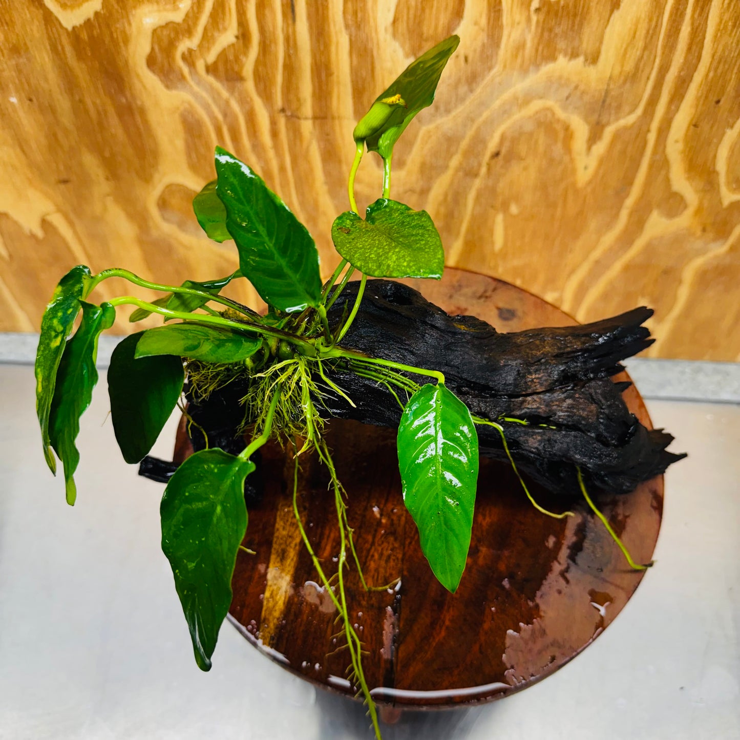Pisces Enterprises One Only Paco Anubias on Medium Driftwood Creation - One Only - Arch Buy Anubias Paco on Medium Driftwood - ONE ONLY - Scapeshop Australia