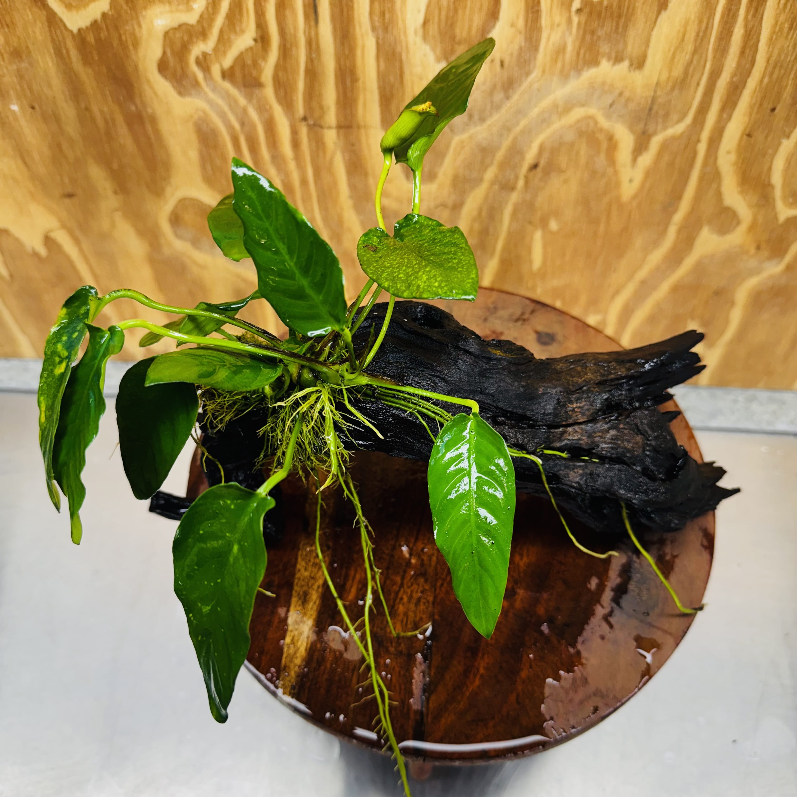 Pisces Enterprises One Only Paco Anubias on Medium Driftwood Creation - One Only - Arch Buy Anubias Paco on Medium Driftwood - ONE ONLY - Scapeshop Australia