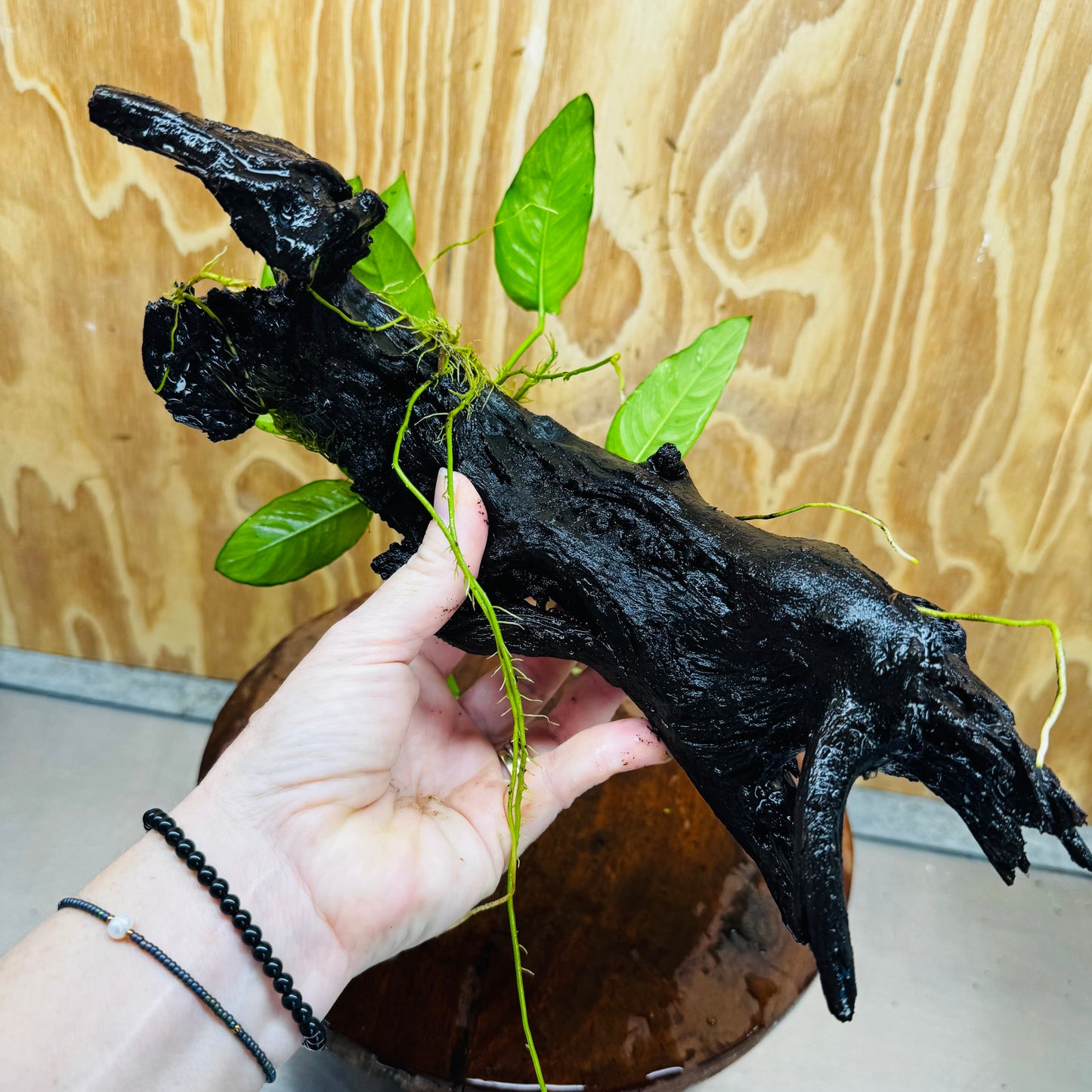 Pisces Enterprises One Only Paco Anubias on Medium Driftwood Creation - One Only - Arch Buy Anubias Paco on Medium Driftwood - ONE ONLY - Scapeshop Australia