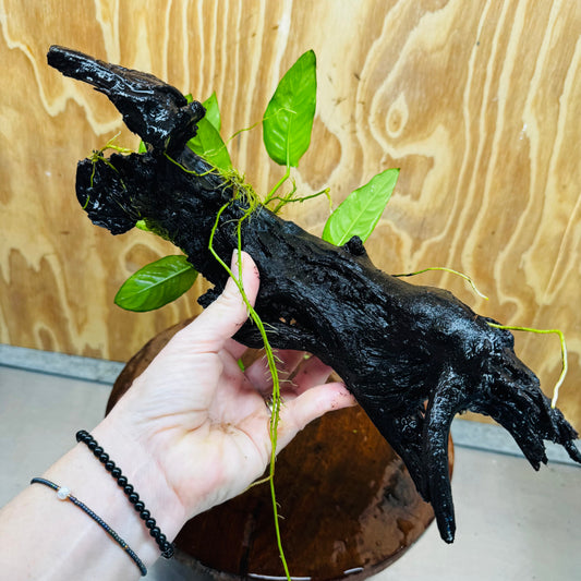 Pisces Enterprises One Only Paco Anubias on Medium Driftwood Creation - One Only - Arch Buy Anubias Paco on Medium Driftwood - ONE ONLY - Scapeshop Australia