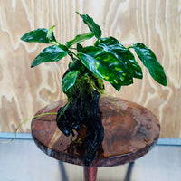 Pisces Enterprises One Only Paco Anubias on Medium Driftwood Creation - One Only - Arch Buy Anubias Paco on Medium Driftwood - ONE ONLY - Scapeshop Australia