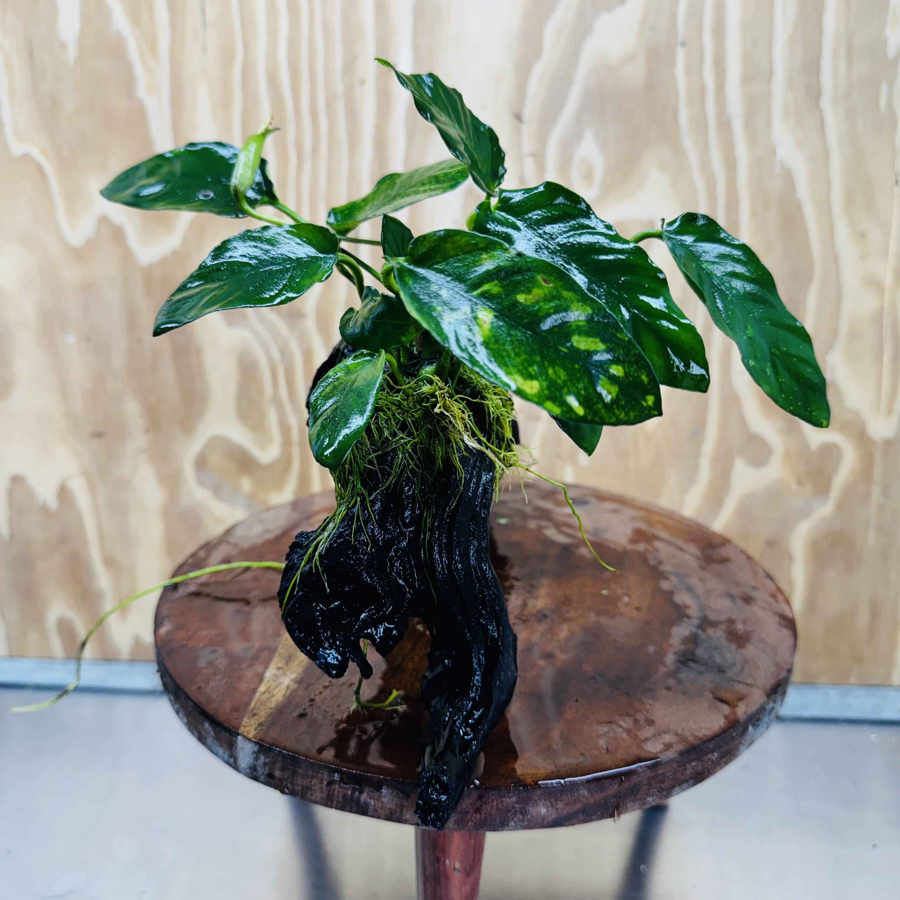 Pisces Enterprises One Only Paco Anubias on Medium Driftwood Creation - One Only - Arch Buy Anubias Paco on Medium Driftwood - ONE ONLY - Scapeshop Australia