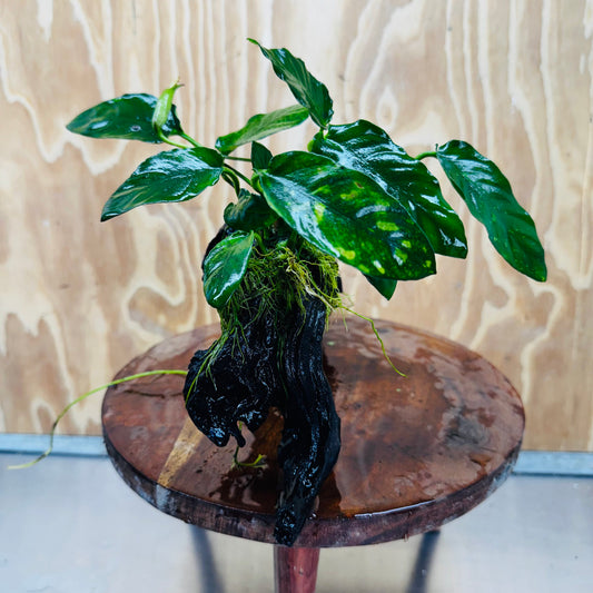Pisces Enterprises One Only Paco Anubias on Medium Driftwood Creation - One Only - Arch Buy Anubias Paco on Medium Driftwood - ONE ONLY - Scapeshop Australia