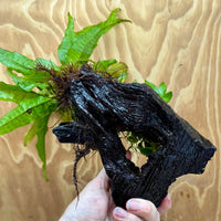 Scapeshop.com.au One Only Petite Nana Anubias & Microsorum 'Indo'(Java Fern) Driftwood Creation - One Only - Flamboyant Petite Nana Anubias & Microsorum 'Indo'(Java Fern) Driftwood Creation - One Only - Flamboyant