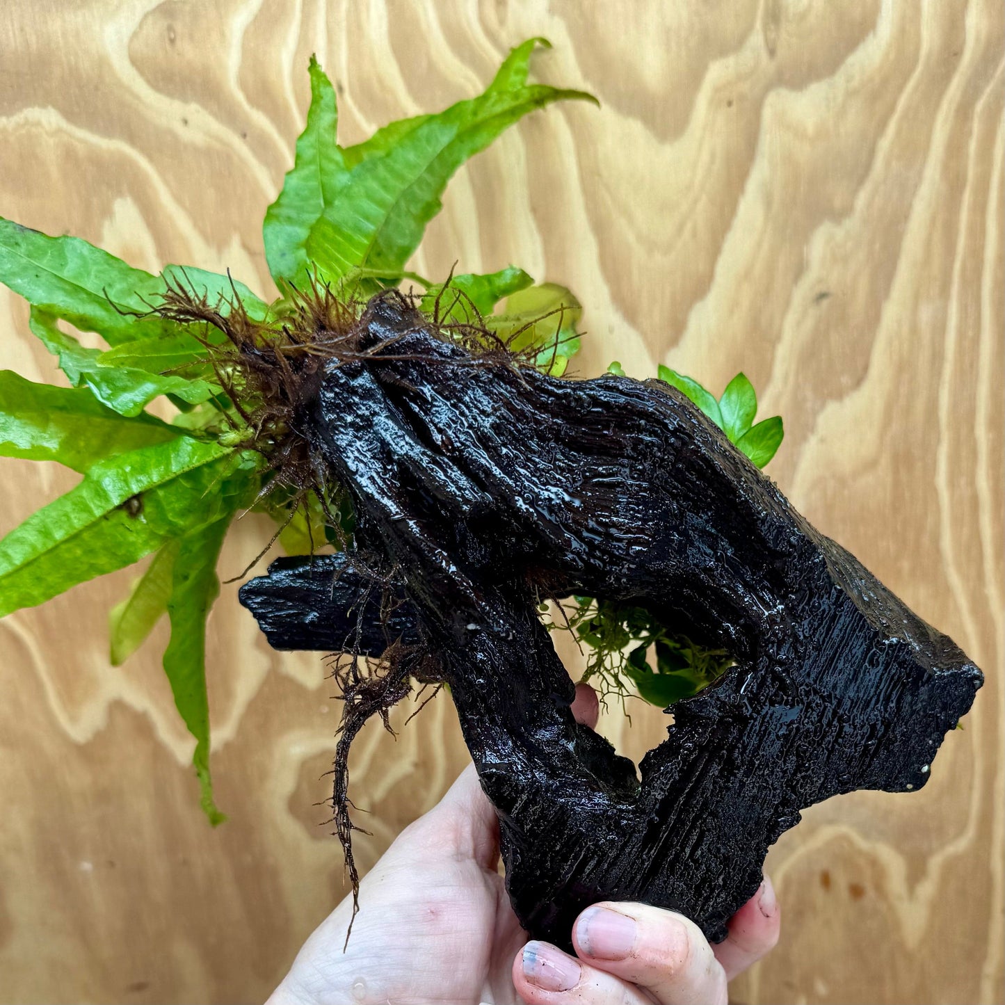 Scapeshop.com.au One Only Petite Nana Anubias & Microsorum 'Indo'(Java Fern) Driftwood Creation - One Only - Flamboyant Petite Nana Anubias & Microsorum 'Indo'(Java Fern) Driftwood Creation - One Only - Flamboyant