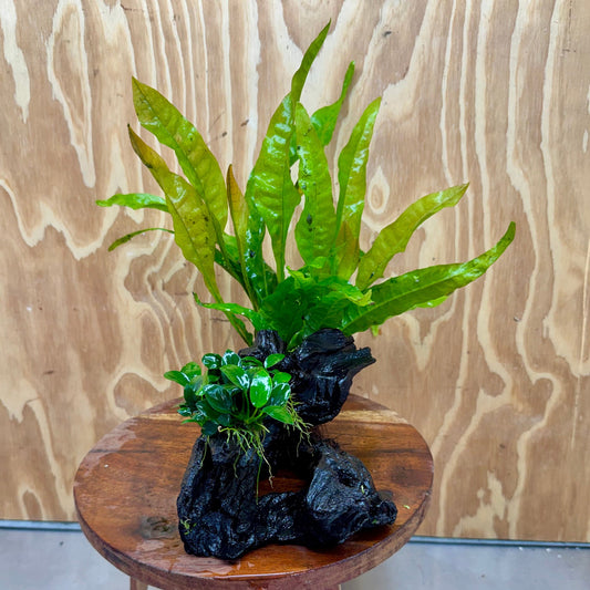 Scapeshop.com.au One Only Petite Nana Anubias & Microsorum 'Indo'(Java Fern) Driftwood Creation - One Only - Flamboyant Petite Nana Anubias & Microsorum 'Indo'(Java Fern) Driftwood Creation - One Only - Flamboyant