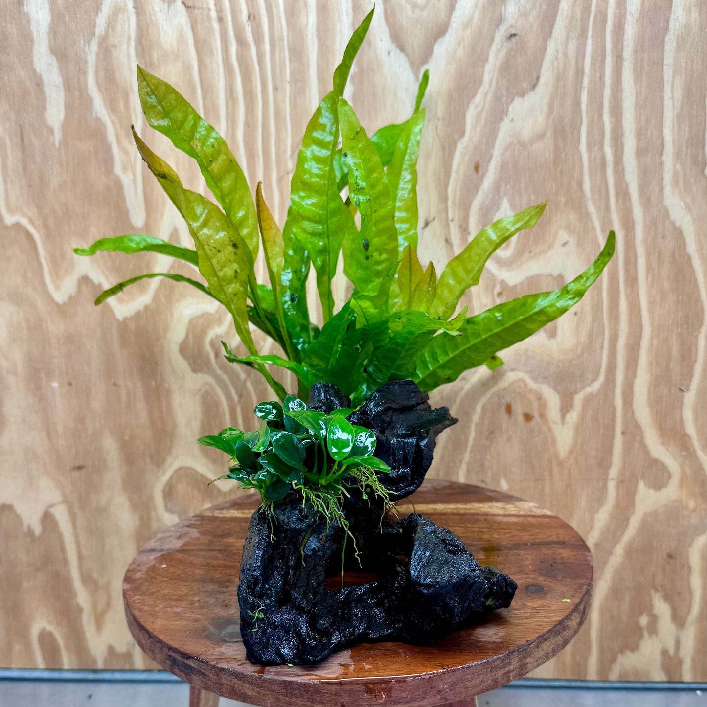 Scapeshop.com.au One Only Petite Nana Anubias & Microsorum 'Indo'(Java Fern) Driftwood Creation - One Only - Flamboyant Petite Nana Anubias & Microsorum 'Indo'(Java Fern) Driftwood Creation - One Only - Flamboyant