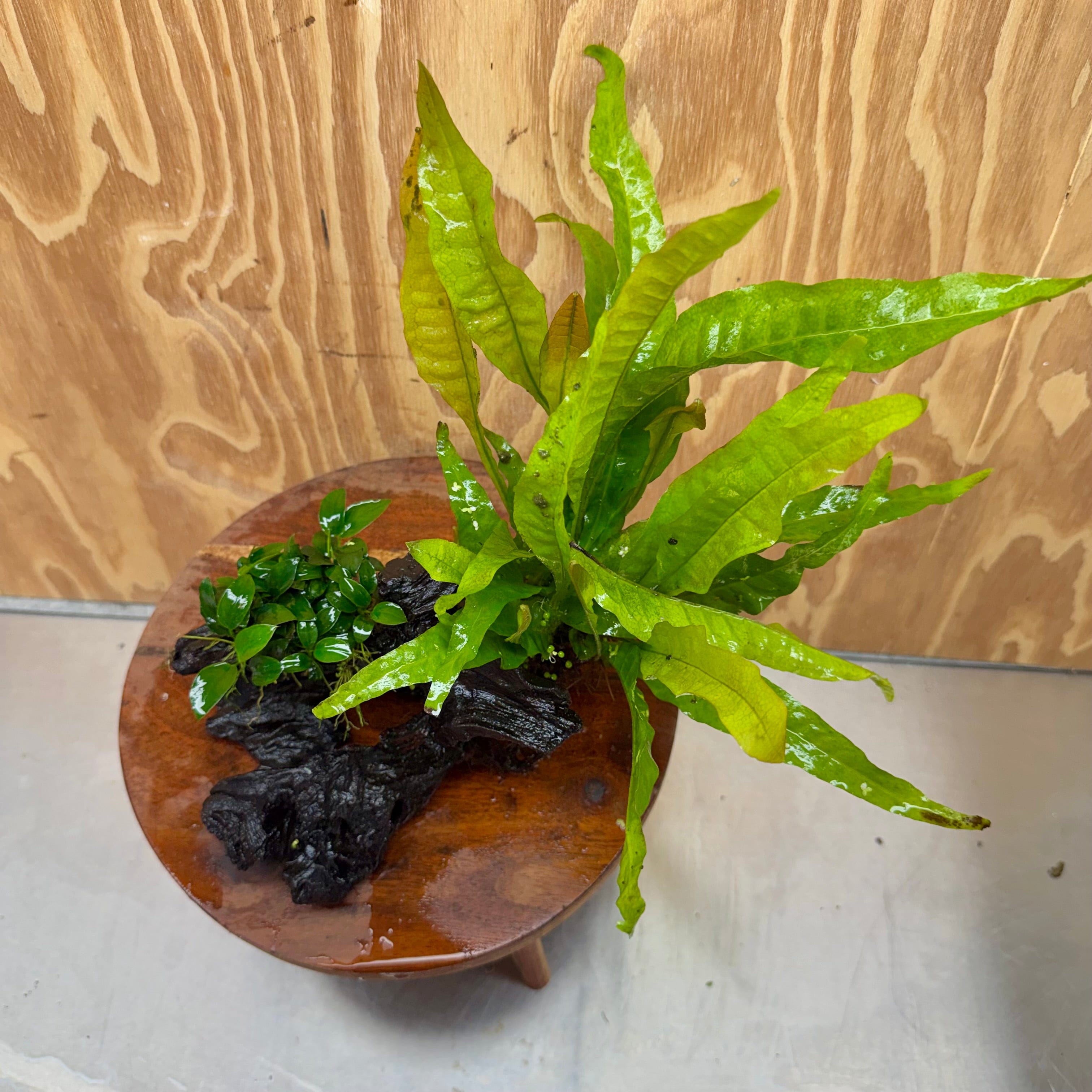 Scapeshop.com.au One Only Petite Nana Anubias & Microsorum 'Indo'(Java Fern) Driftwood Creation - One Only - Flamboyant Petite Nana Anubias & Microsorum 'Indo'(Java Fern) Driftwood Creation - One Only - Flamboyant