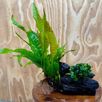 Scapeshop.com.au One Only Petite Nana Anubias & Microsorum 'Indo'(Java Fern) Driftwood Creation - One Only - Flamboyant Petite Nana Anubias & Microsorum 'Indo'(Java Fern) Driftwood Creation - One Only - Flamboyant