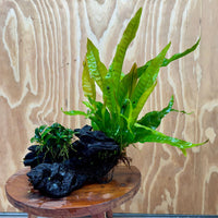 Scapeshop.com.au One Only Petite Nana Anubias & Microsorum 'Indo'(Java Fern) Driftwood Creation - One Only - Flamboyant Petite Nana Anubias & Microsorum 'Indo'(Java Fern) Driftwood Creation - One Only - Flamboyant