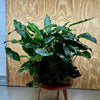 Pisces Enterprises One Only Rainforest Garden Driftwood Creation - A - One Only Buy Rainforest Garden Driftwood Creation - A - One Only Aquarium Plants