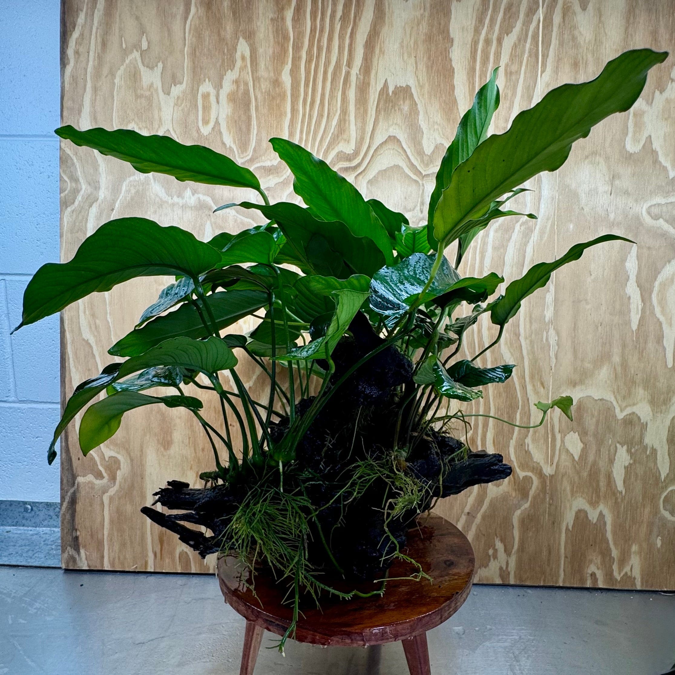 Pisces Enterprises One Only Rainforest Garden Driftwood Creation - A - One Only Buy Rainforest Garden Driftwood Creation - A - One Only Aquarium Plants