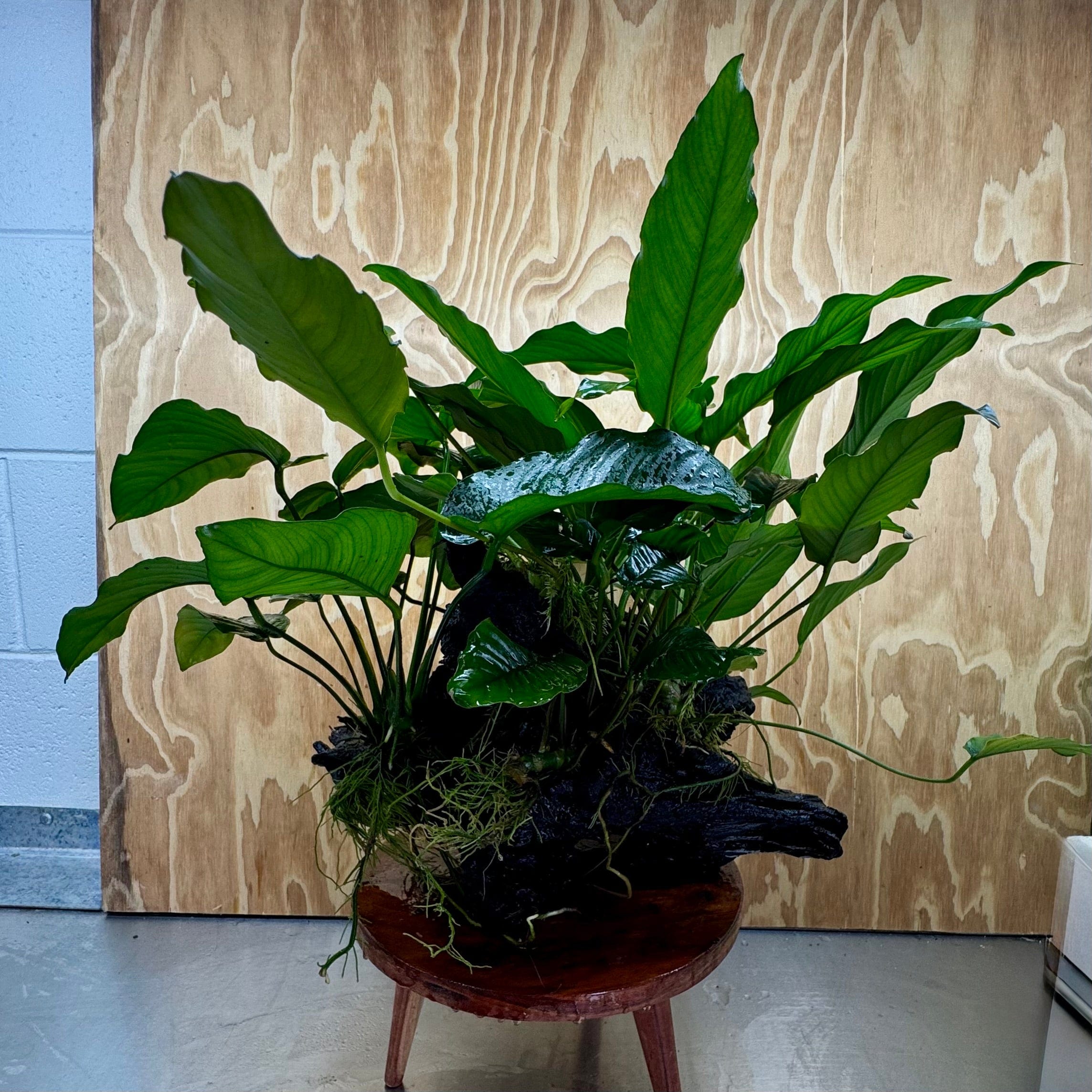 Pisces Enterprises One Only Rainforest Garden Driftwood Creation - A - One Only Buy Rainforest Garden Driftwood Creation - A - One Only Aquarium Plants