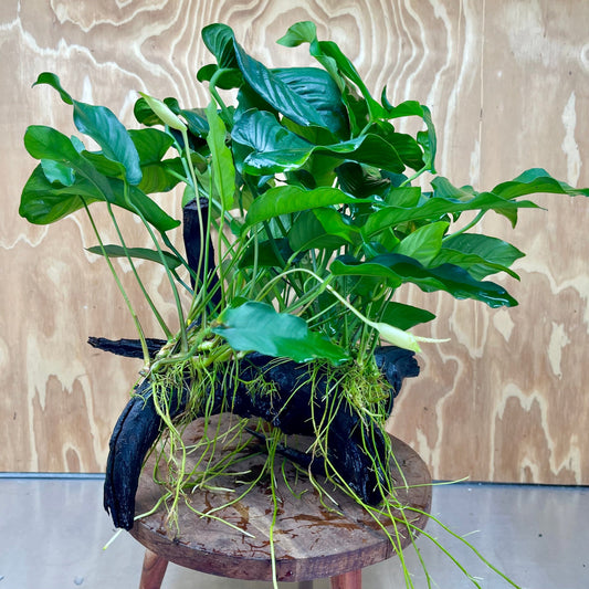 Scapeshop.com.au One Only Rainforest Garden Driftwood Creation - One Only - Amazing Rainforest Garden Driftwood Creation - One Only - Amazing