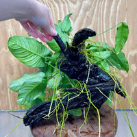 Scapeshop.com.au One Only Rainforest Garden Driftwood Creation - One Only - Amazing Rainforest Garden Driftwood Creation - One Only - Amazing