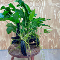 Scapeshop.com.au One Only Rainforest Garden Driftwood Creation - One Only - Amazing Rainforest Garden Driftwood Creation - One Only - Amazing