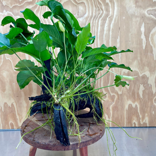 Scapeshop.com.au One Only Rainforest Garden Driftwood Creation - One Only - Amazing Rainforest Garden Driftwood Creation - One Only - Amazing