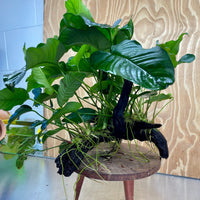 Scapeshop.com.au One Only Rainforest Garden Driftwood Creation - One Only - Amazing Rainforest Garden Driftwood Creation - One Only - Amazing