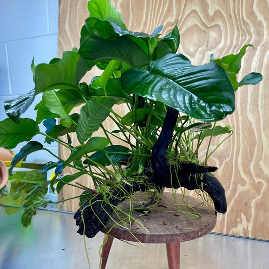 Scapeshop.com.au One Only Rainforest Garden Driftwood Creation - One Only - Amazing Rainforest Garden Driftwood Creation - One Only - Amazing