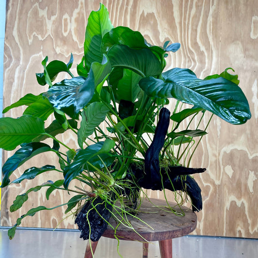 Scapeshop.com.au One Only Rainforest Garden Driftwood Creation - One Only - Amazing Rainforest Garden Driftwood Creation - One Only - Amazing