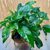 Scapeshop.com.au One Only Rainforest Garden Driftwood Creation - One Only - Amazing Rainforest Garden Driftwood Creation - One Only - Amazing