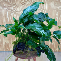 Scapeshop.com.au One Only Rainforest Garden Driftwood Creation - One Only - Amazing Rainforest Garden Driftwood Creation - One Only - Amazing