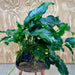 Scapeshop.com.au One Only Rainforest Garden Driftwood Creation - One Only - Amazing Rainforest Garden Driftwood Creation - One Only - Amazing