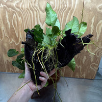 Scapeshop.com.au One Only Rainforest Garden Driftwood Creation - One Only - Amazing Rainforest Garden Driftwood Creation - One Only - Amazing