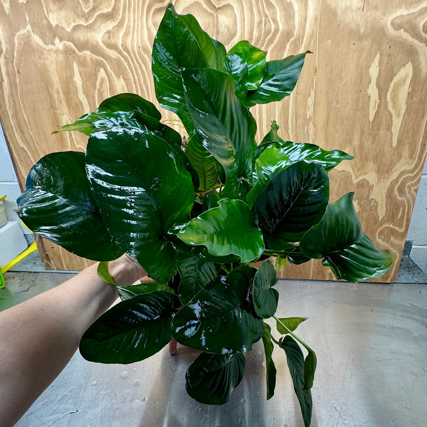 Scapeshop.com.au One Only Rainforest Garden Driftwood Creation - One Only - Amazing Rainforest Garden Driftwood Creation - One Only - Amazing