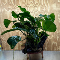 Scapeshop.com.au One Only Rainforest Garden Driftwood Creation - One Only - Amazing Rainforest Garden Driftwood Creation - One Only - Amazing