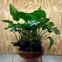 Scapeshop.com.au One Only Rainforest Garden Driftwood Creation - One Only - Amazing Rainforest Garden Driftwood Creation - One Only - Amazing