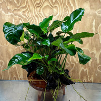 Scapeshop.com.au One Only Rainforest Garden Driftwood Creation - One Only - Amazing Rainforest Garden Driftwood Creation - One Only - Amazing