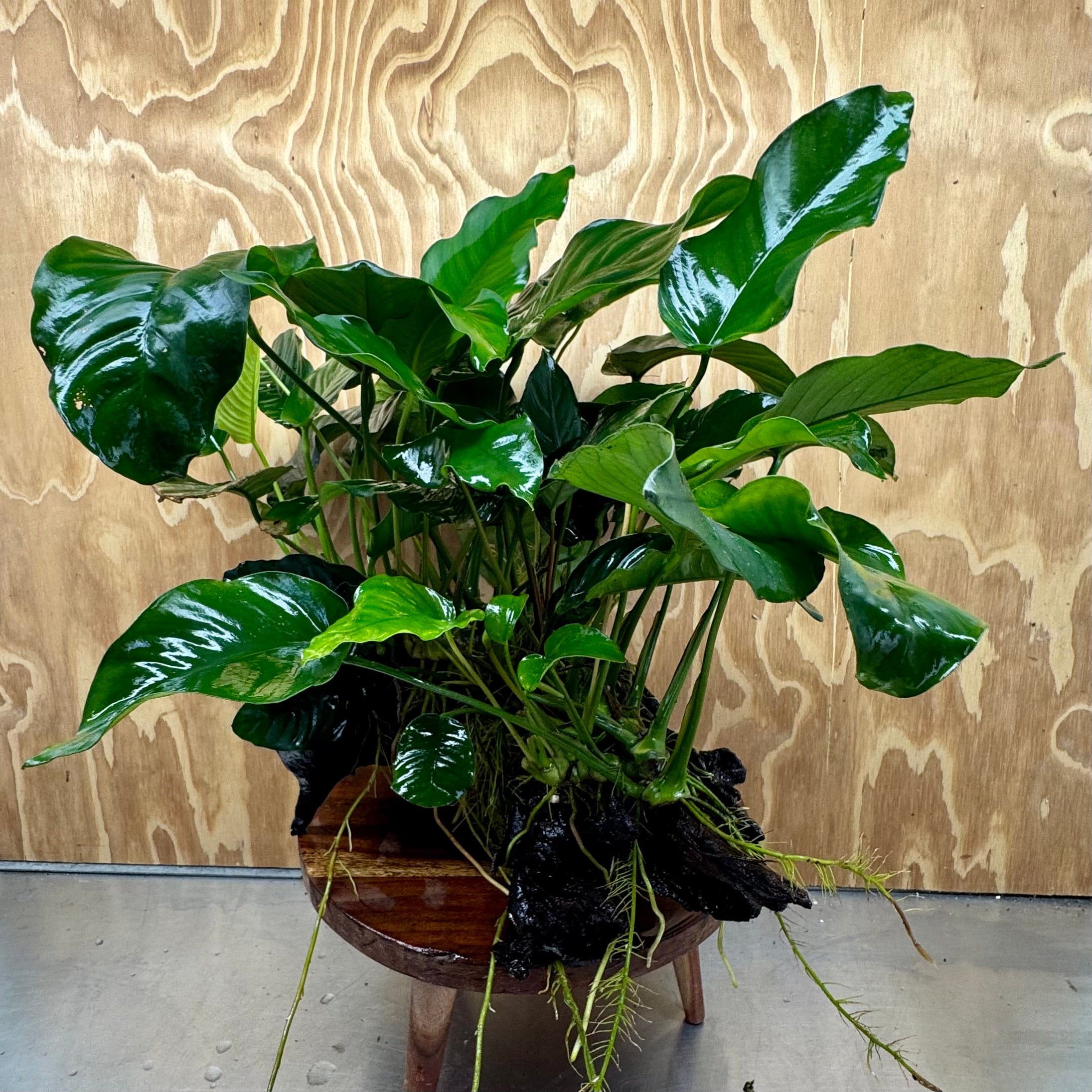 Scapeshop.com.au One Only Rainforest Garden Driftwood Creation - One Only - Amazing Rainforest Garden Driftwood Creation - One Only - Amazing