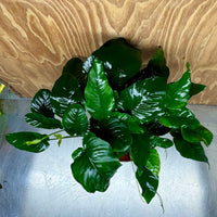 Scapeshop.com.au One Only Rainforest Garden Driftwood Creation - One Only - Amazing Rainforest Garden Driftwood Creation - One Only - Amazing