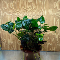 Scapeshop.com.au One Only Rainforest Garden Driftwood Creation - One Only - Amazing Rainforest Garden Driftwood Creation - One Only - Amazing