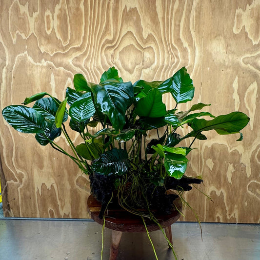 Scapeshop.com.au One Only Rainforest Garden Driftwood Creation - One Only - Amazing Rainforest Garden Driftwood Creation - One Only - Amazing