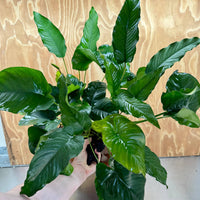 Scapeshop.com.au One Only Rainforest Garden Driftwood Creation - One Only - Amazing Rainforest Garden Driftwood Creation - One Only - Amazing