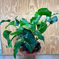 Scapeshop.com.au One Only Rainforest Garden Driftwood Creation - One Only - Amazing Rainforest Garden Driftwood Creation - One Only - Amazing