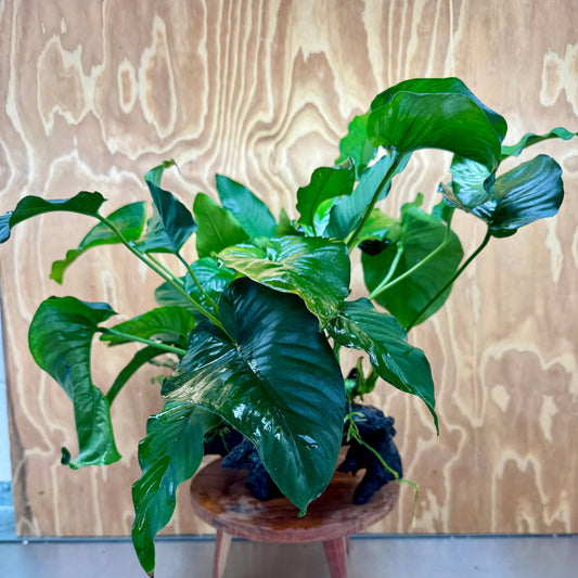 Scapeshop.com.au One Only Rainforest Garden Driftwood Creation - One Only - Amazing Rainforest Garden Driftwood Creation - One Only - Amazing