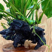 Scapeshop.com.au One Only Rainforest Garden Driftwood Creation - One Only - Amazing Rainforest Garden Driftwood Creation - One Only - Amazing