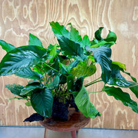 Scapeshop.com.au One Only Rainforest Garden Driftwood Creation - One Only - Amazing Rainforest Garden Driftwood Creation - One Only - Amazing