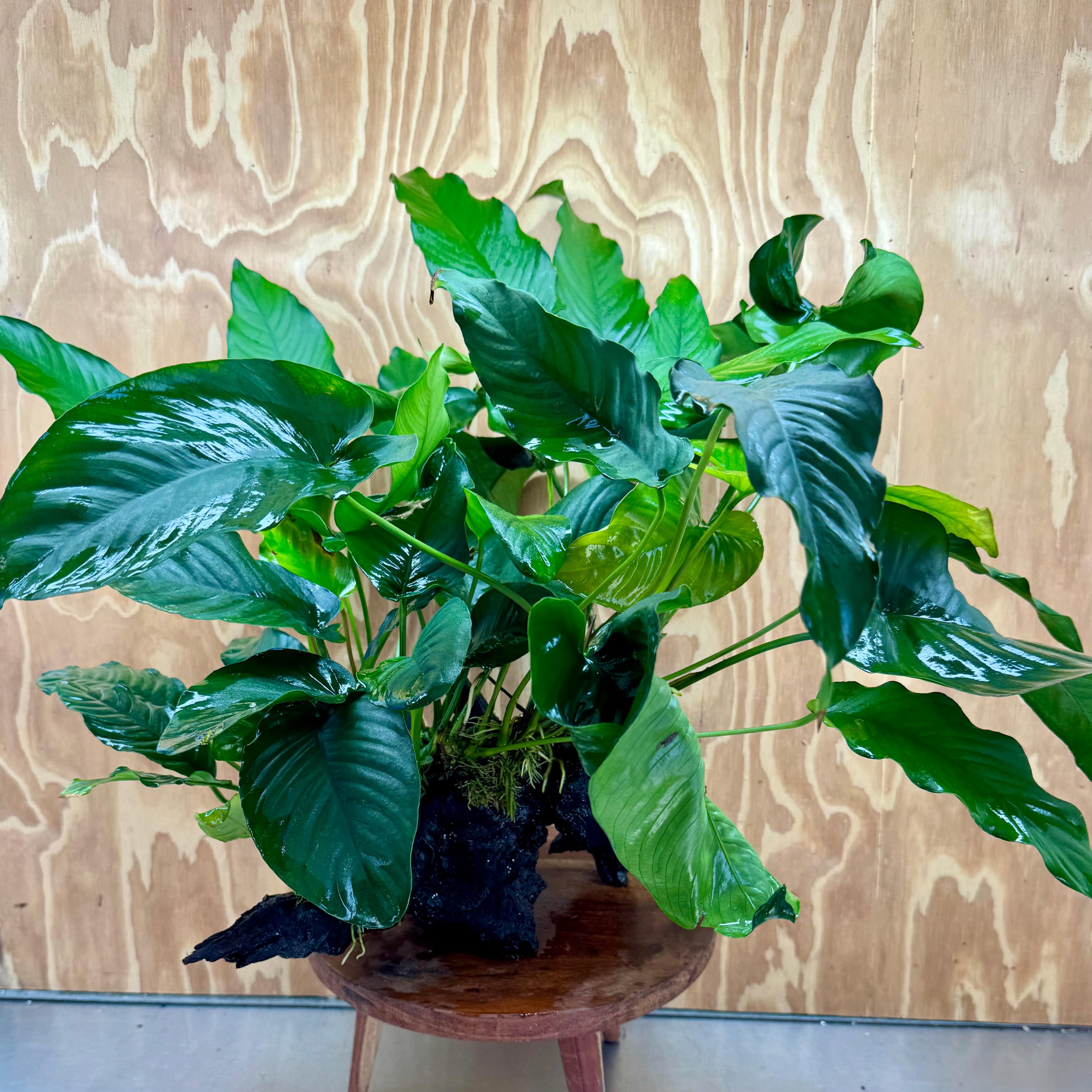 Scapeshop.com.au One Only Rainforest Garden Driftwood Creation - One Only - Amazing Rainforest Garden Driftwood Creation - One Only - Amazing