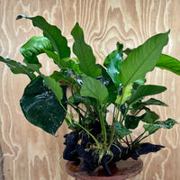 Scapeshop.com.au One Only Rainforest Garden Driftwood Creation - One Only - Amazing Rainforest Garden Driftwood Creation - One Only - Amazing