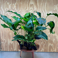 Scapeshop.com.au One Only Rainforest Garden Driftwood Creation - One Only - Amazing Rainforest Garden Driftwood Creation - One Only - Amazing